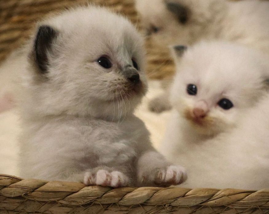 Ragdoll kocurek Archi