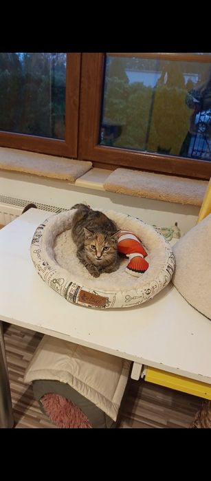 3 miesięczna kotka szuka domu niewychodzącego