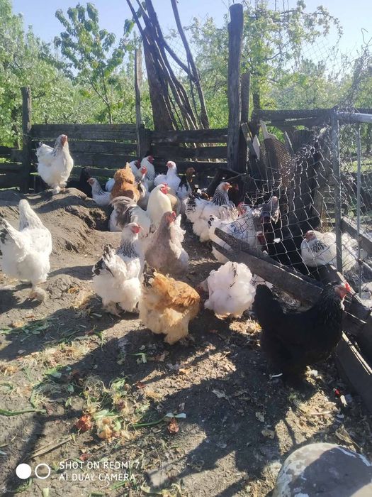 Яйця і курчата брами