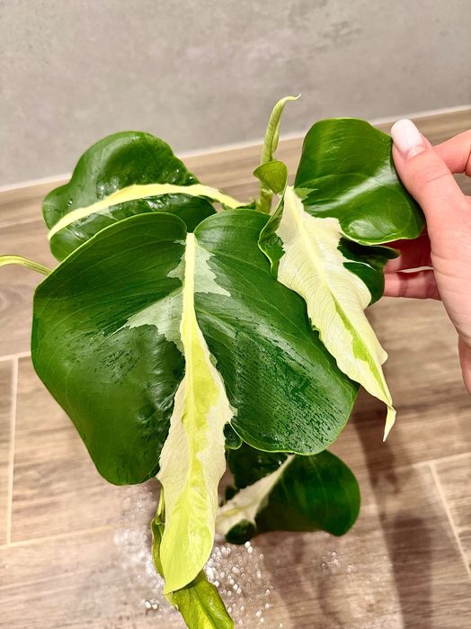Monstera White Lava