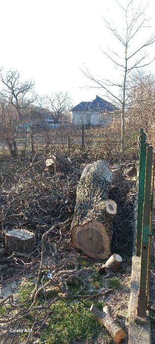 Вирізка дерев та чистка території від чагарнику!