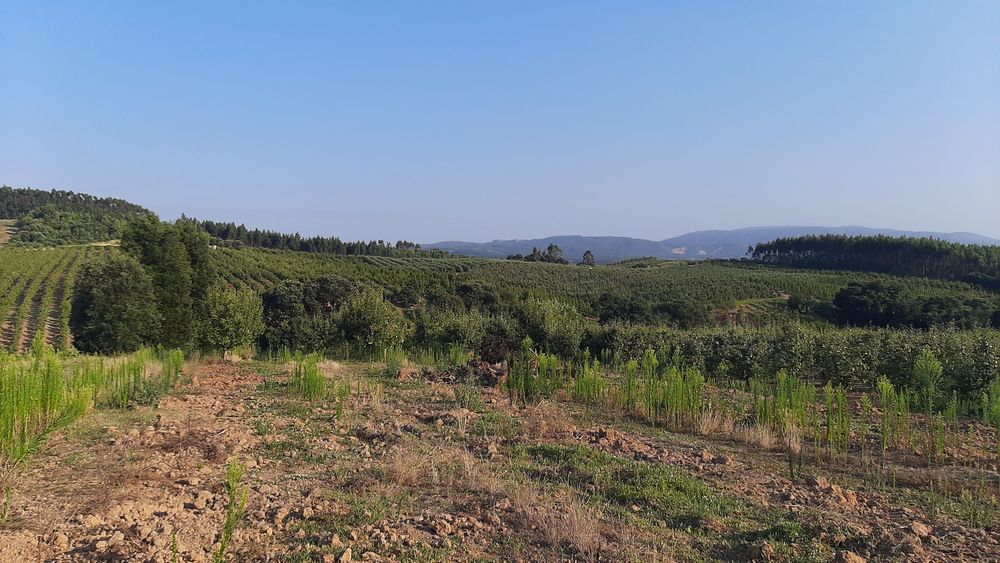 Terreno com 2.500 m²