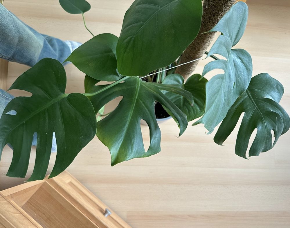 Kwiat doniczkowy monstera