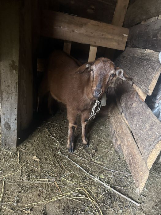 Продам чотири кози