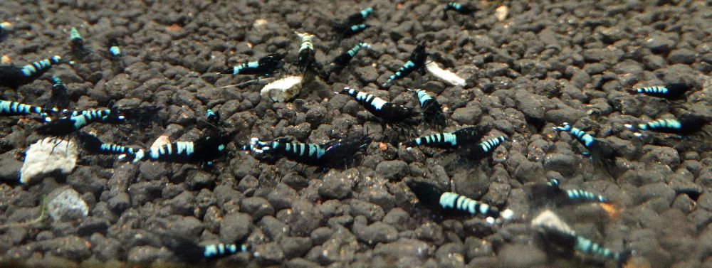 Krewetki Caridina Pinto Zebra Black ZAMIANA GRATIS PROMOCJA