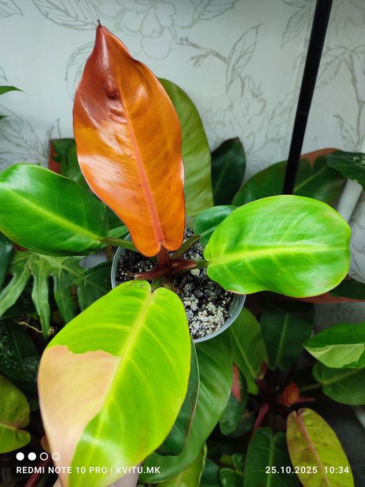 Філодендрон Карло і  принц гелексі марбл