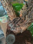 Avicularia Juruensis M2 ex. Peru purple. OKAZJA!! Hurty i mini hurty.