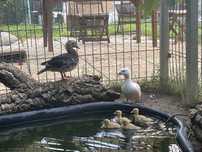 Casal Pato Mandarim