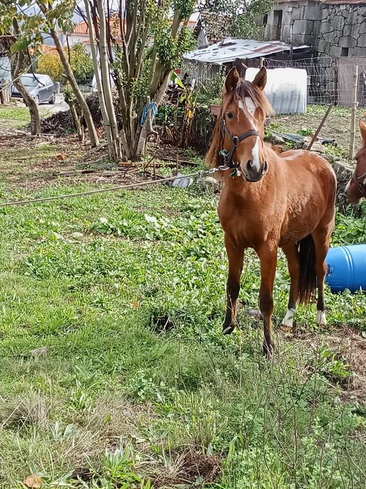 Poldra lusitana cruzada
