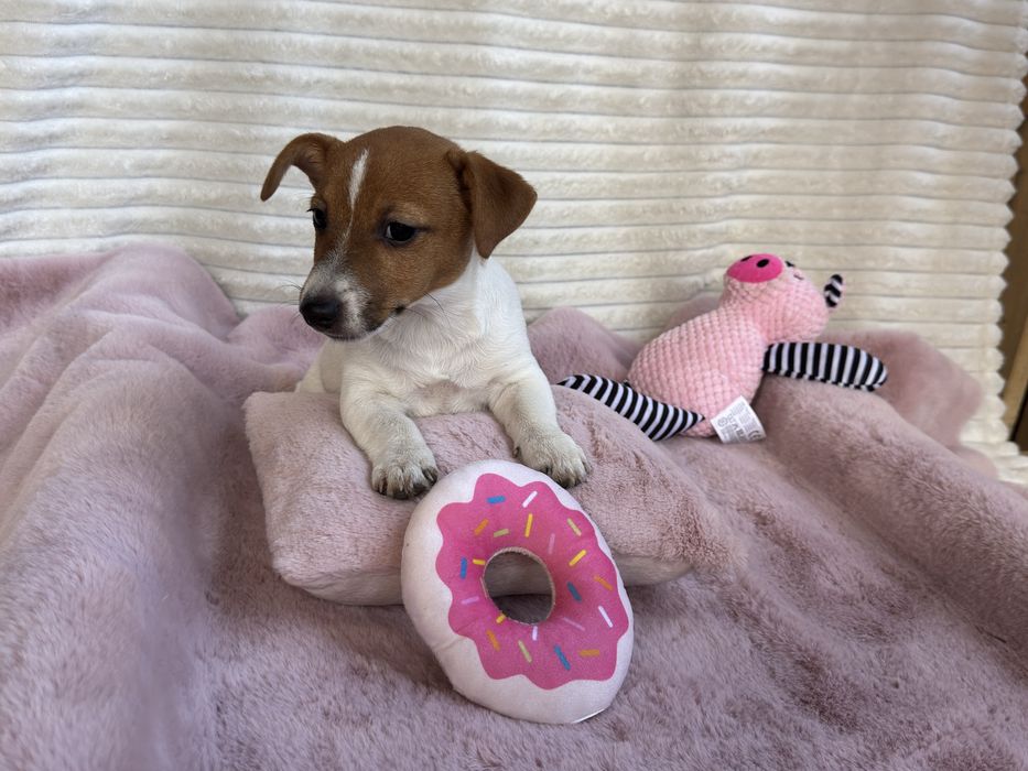 Jack Russell Terrier - sunia gotowa do odbioru