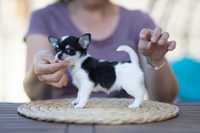 Chihuahua ZKwP bardzo maleńka, krótkowłosa suczka z rodowodem FCI