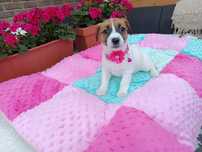 Jack Russell Terrier Suczka