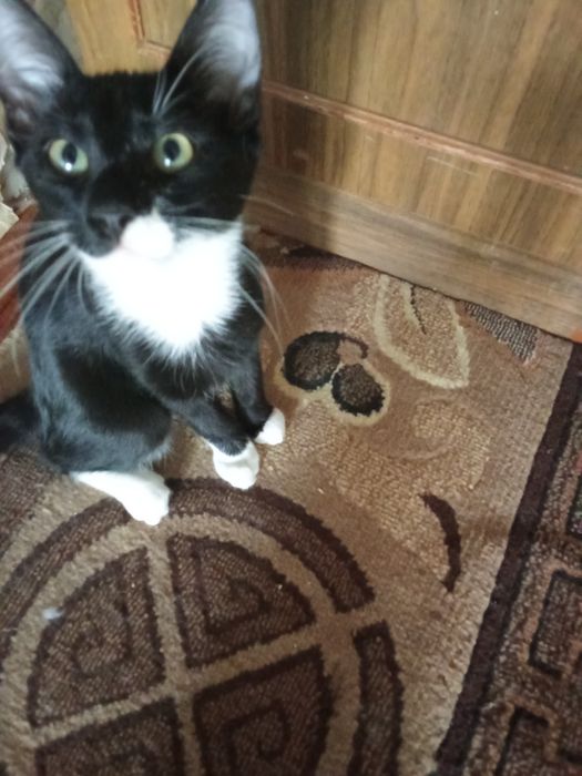 Отдам котят в хорошие руки