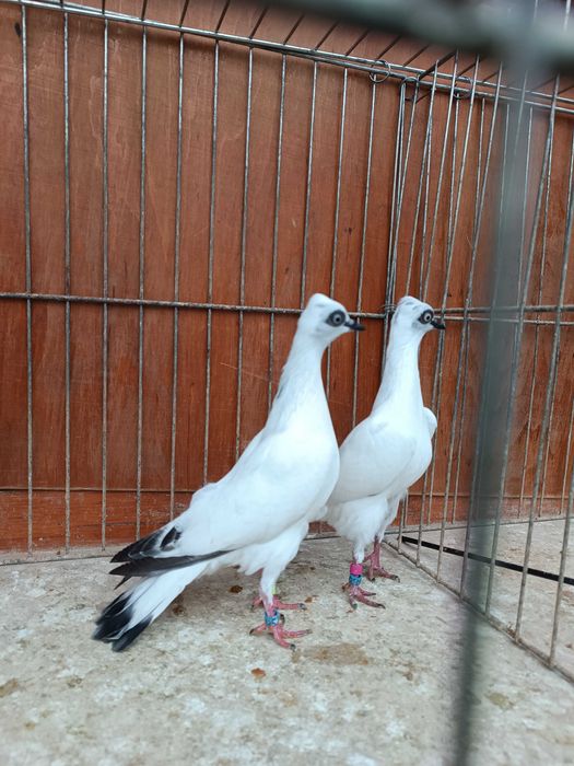 Wiedeński Lotny,Wiedeńskie