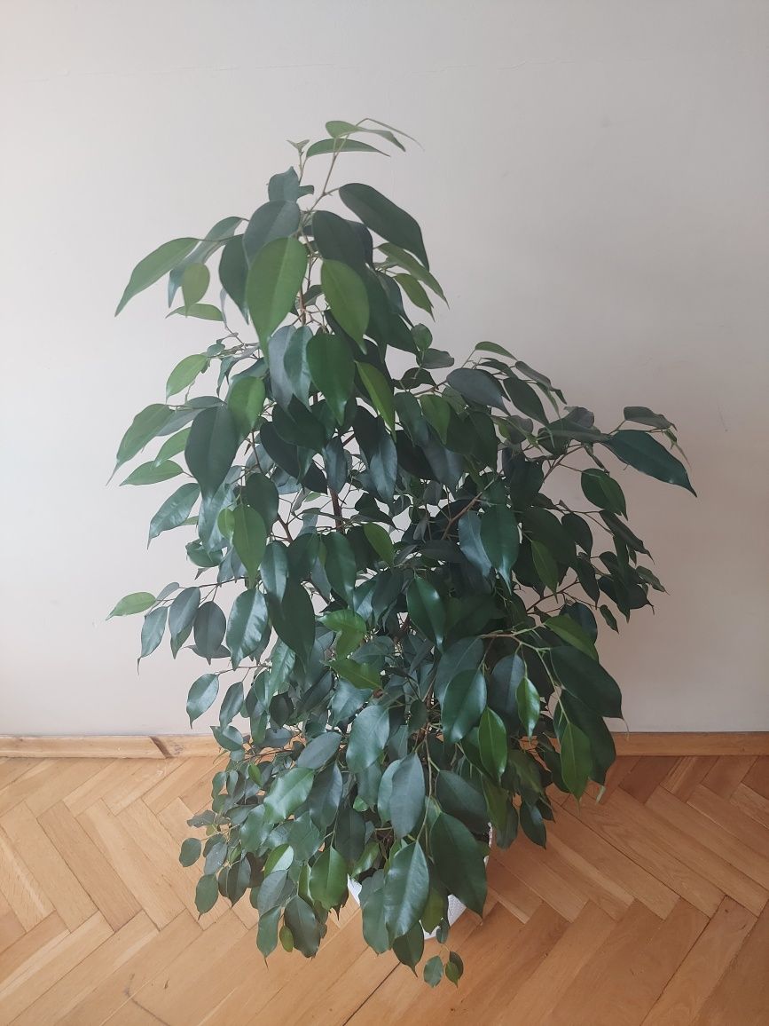Piękny fikus benjamin