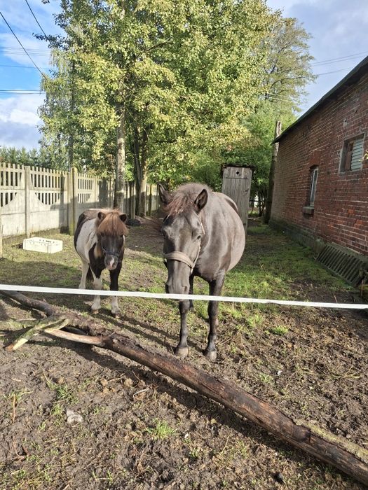 Kochany kucyk profesor