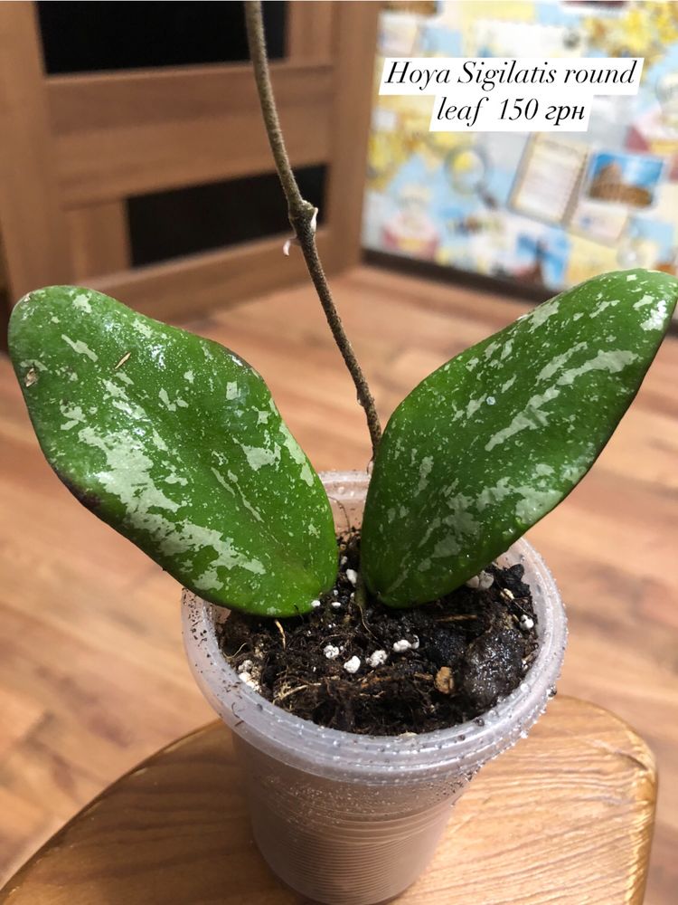 Hoya chiken farm macrophylla obavata variegated баланесис