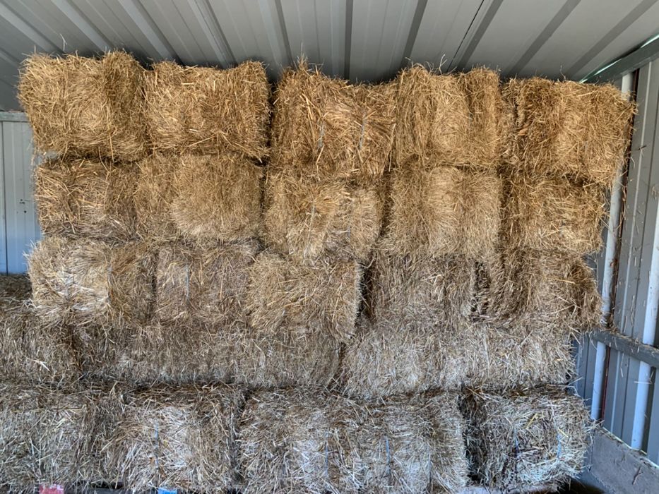 Feno de Azevem para Venda 2025