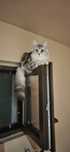 Gabriela Hodowla Maine Coon Cats My Love*PL
