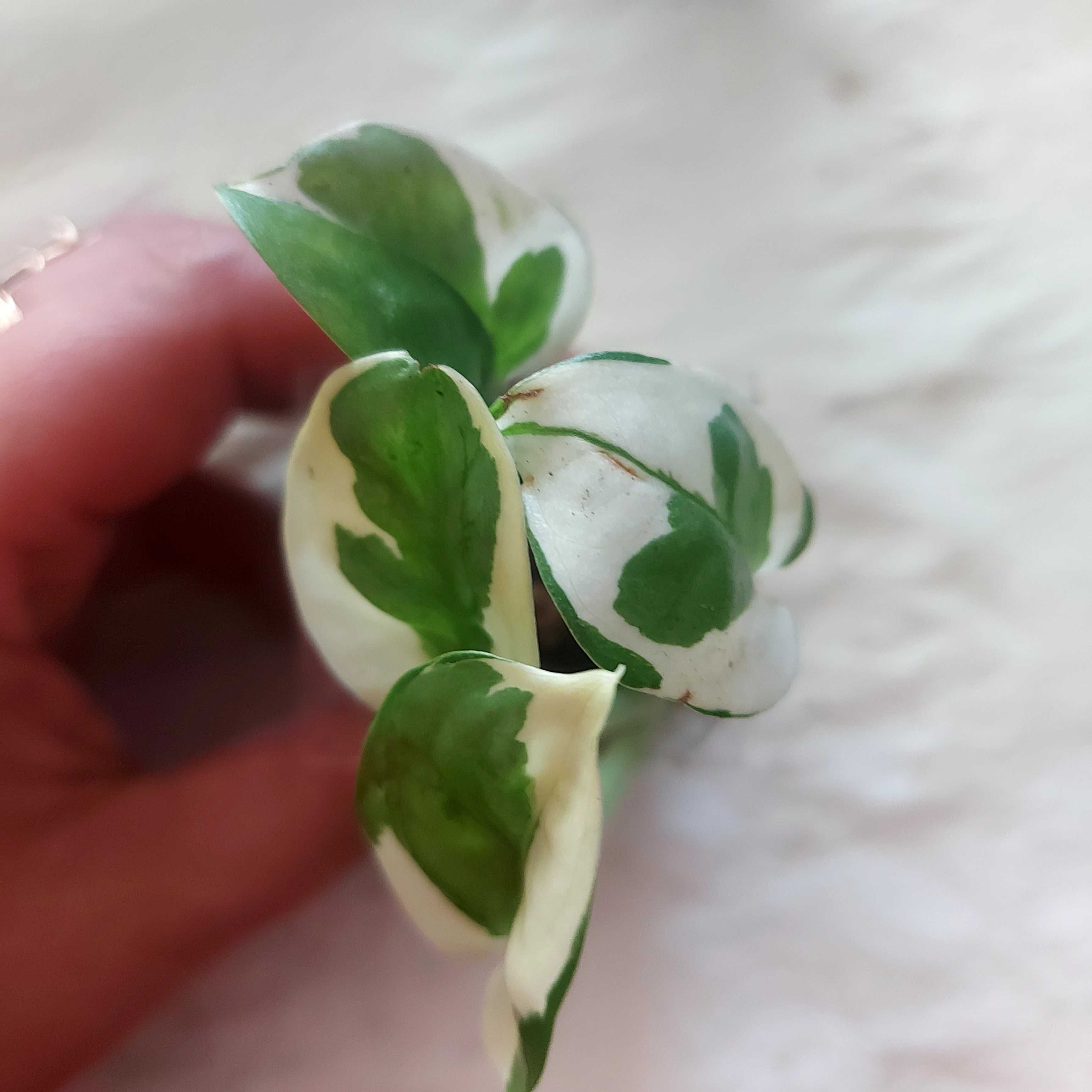 Epipremnum mini sadzonka