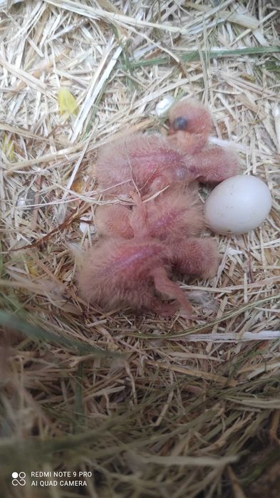 Bebés de rosicoller para criar á mão