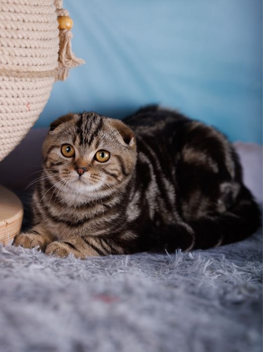 Мармурова дівчинка 4місяці