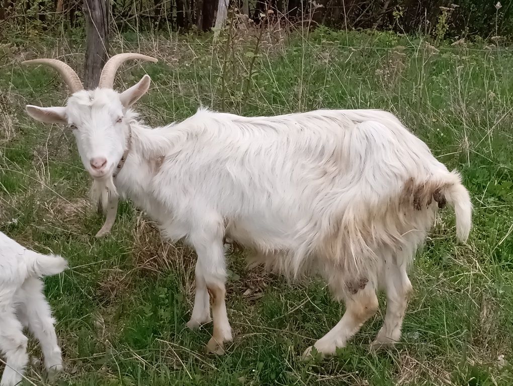 Продам добру козу.