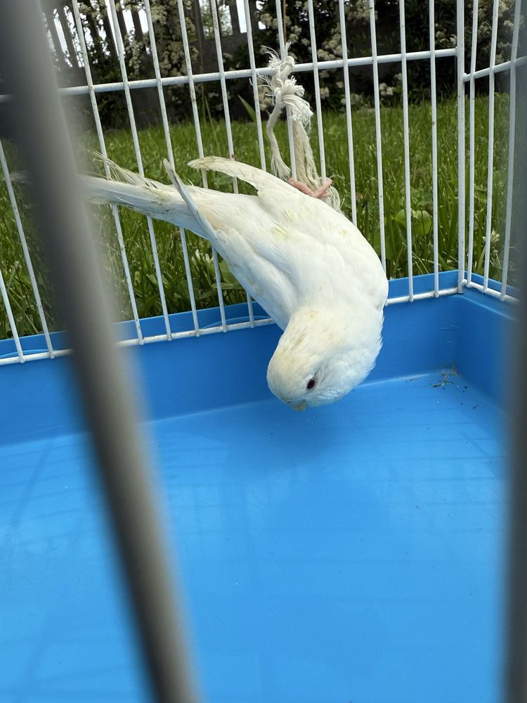 Piękna biała samica
