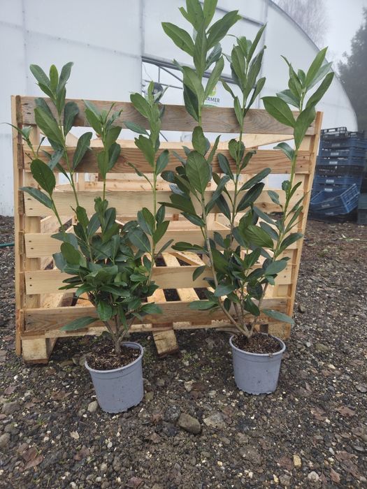 Laurowiśnia CAUCASICA 70-100cm C2 piękna