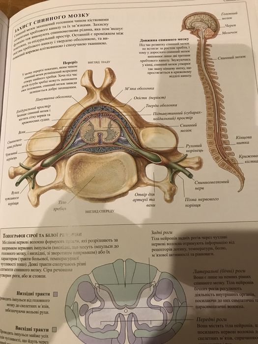 Людина. Dorling Kinderslei