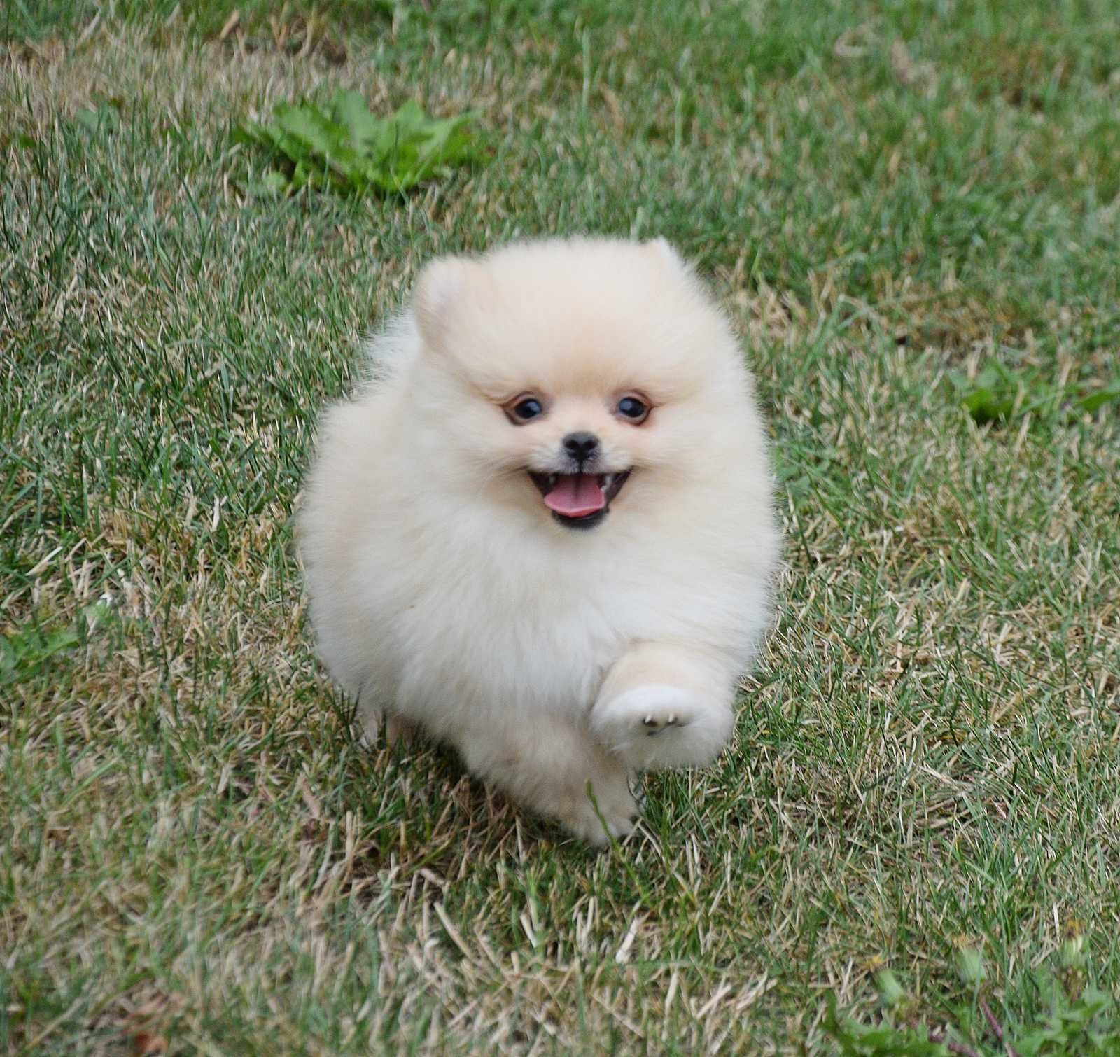 Piesek Pomeranian- Olek- gotowy na kochający dom