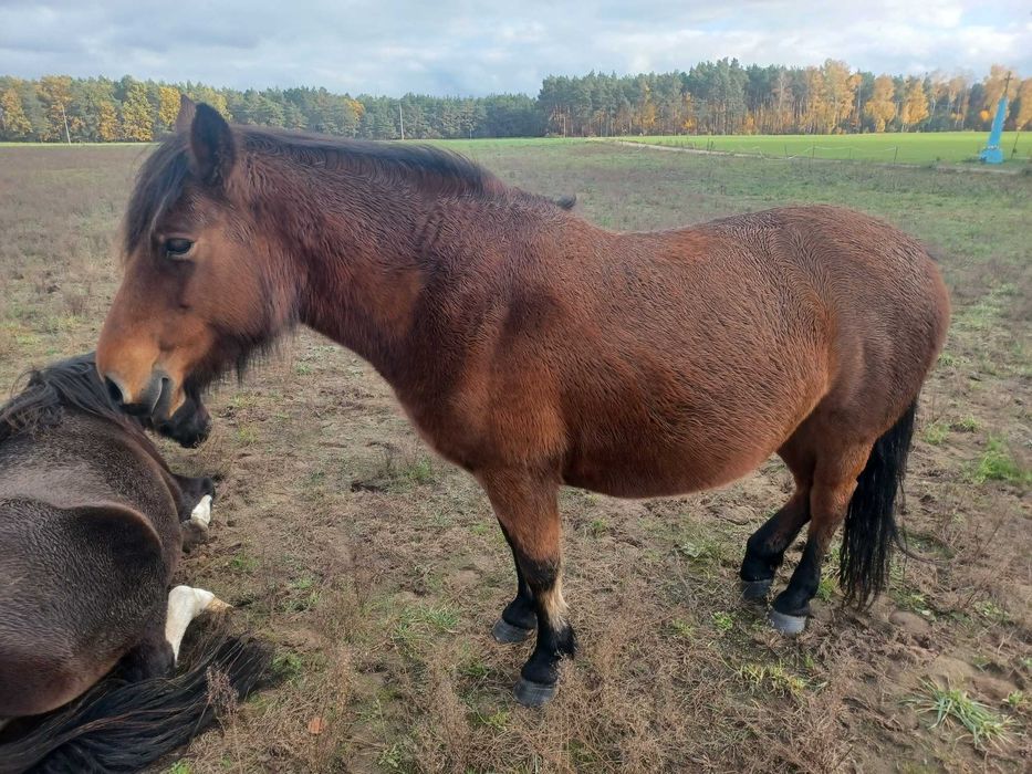 Sprzedam klacze huculskie