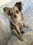 Pomchi choco merle suczka | 2kg | 5mscy | pomeranian i chihuaha