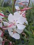Gaura (gaura lindheimeri)