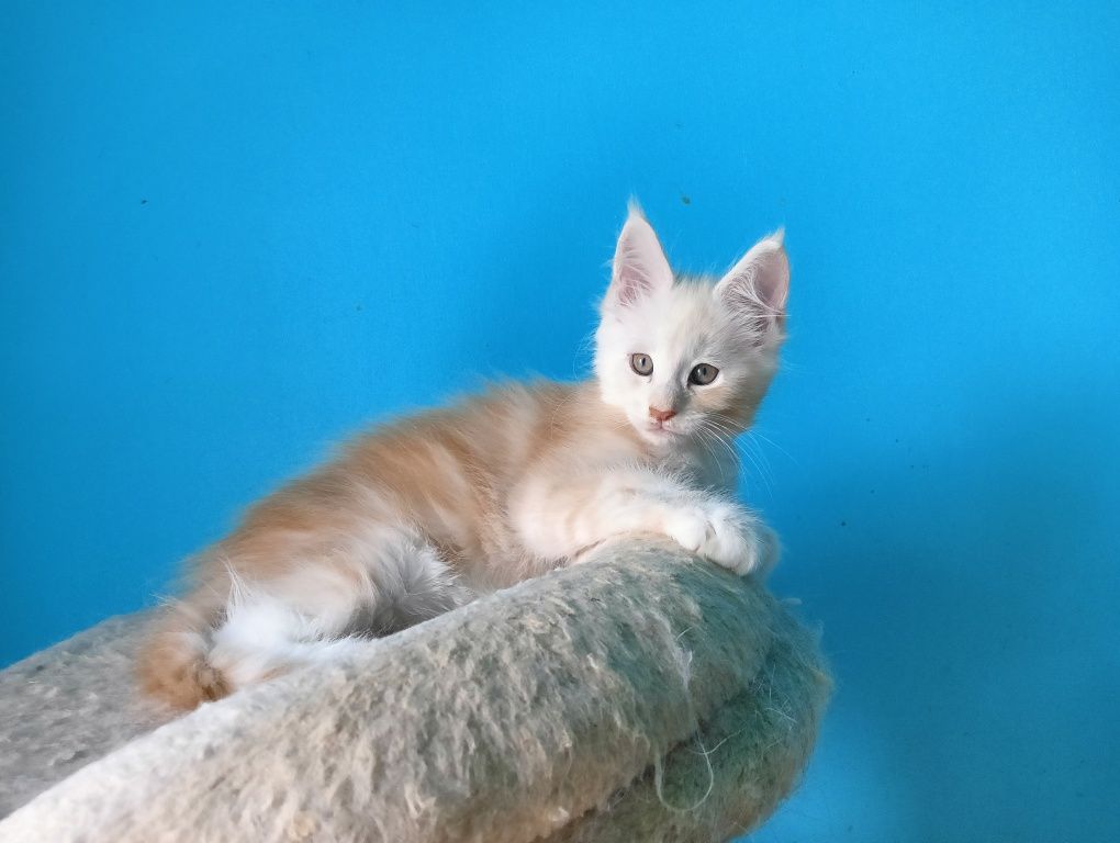 Maine coon rudy srebrzysty kocurek z rodowodem FPL