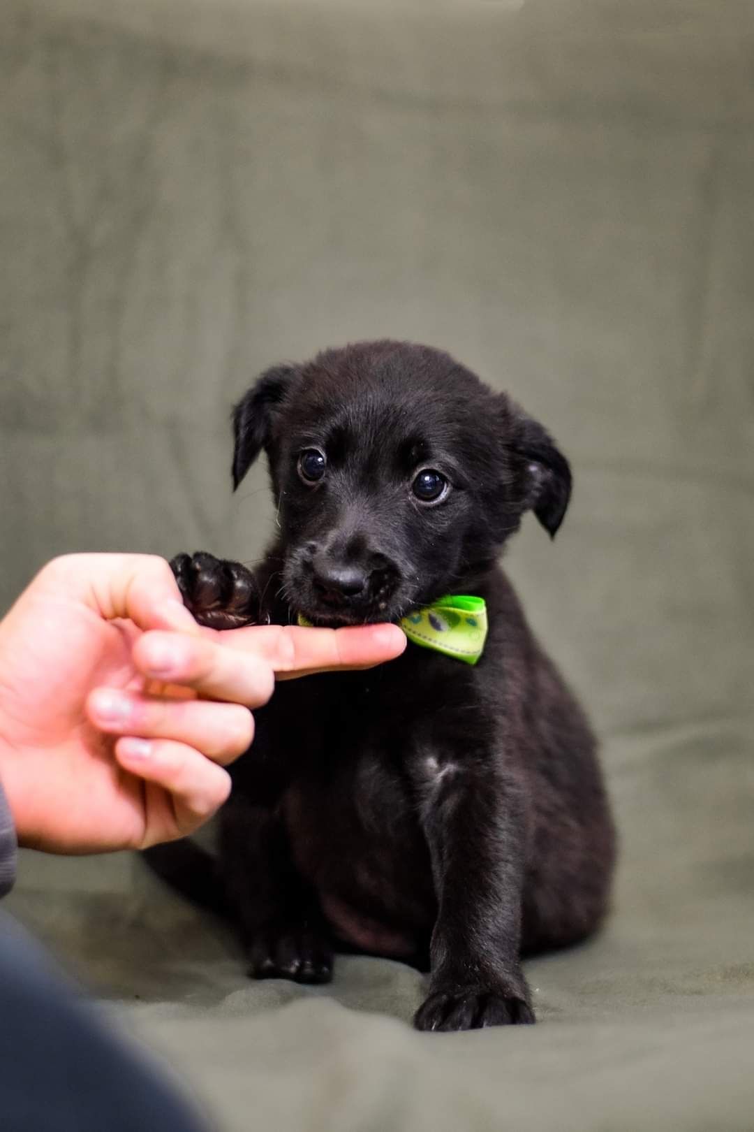 Energiczny szczeniak do adopcji!