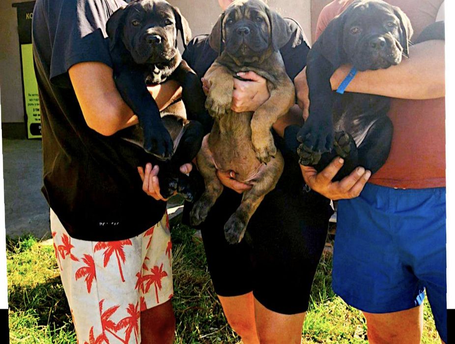 корсики з документами