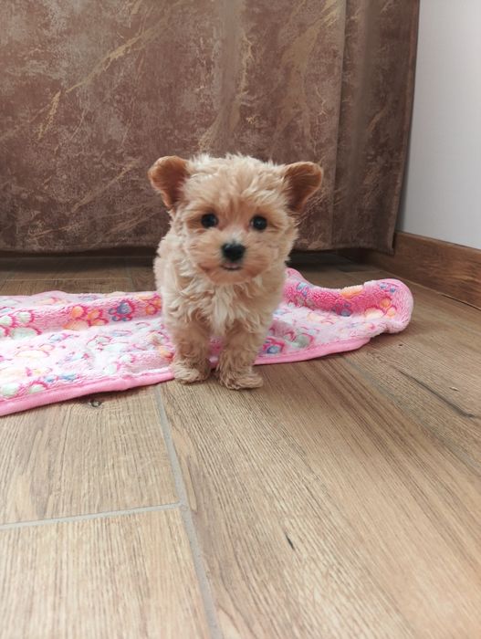 Maltipoo - suczka