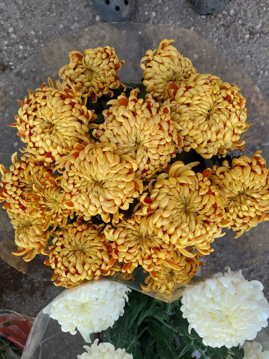 Chryzantemy wielkokwiatowe