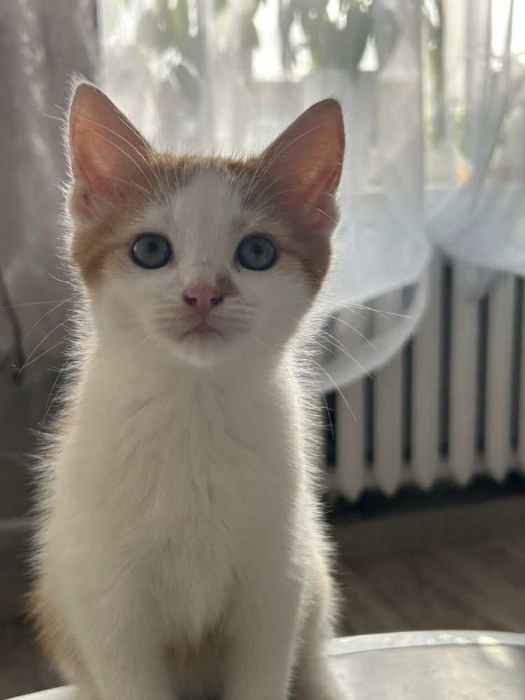 Котик