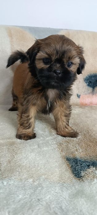 Shih Tzu suczka z rodowodem. Odbiór od 25.10.25r