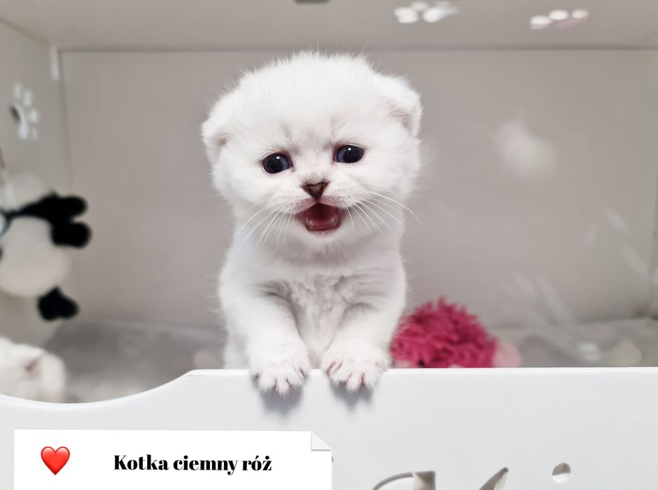 Kotka szkocka zwisłoucha rodowód PZF