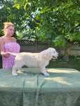 Golden Retriever FCI po Ch.Pl - JAGO 2 m-ce  piesek do kochania:)
