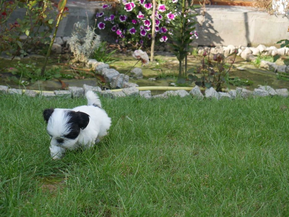 SHIH TZU - mini piesek II