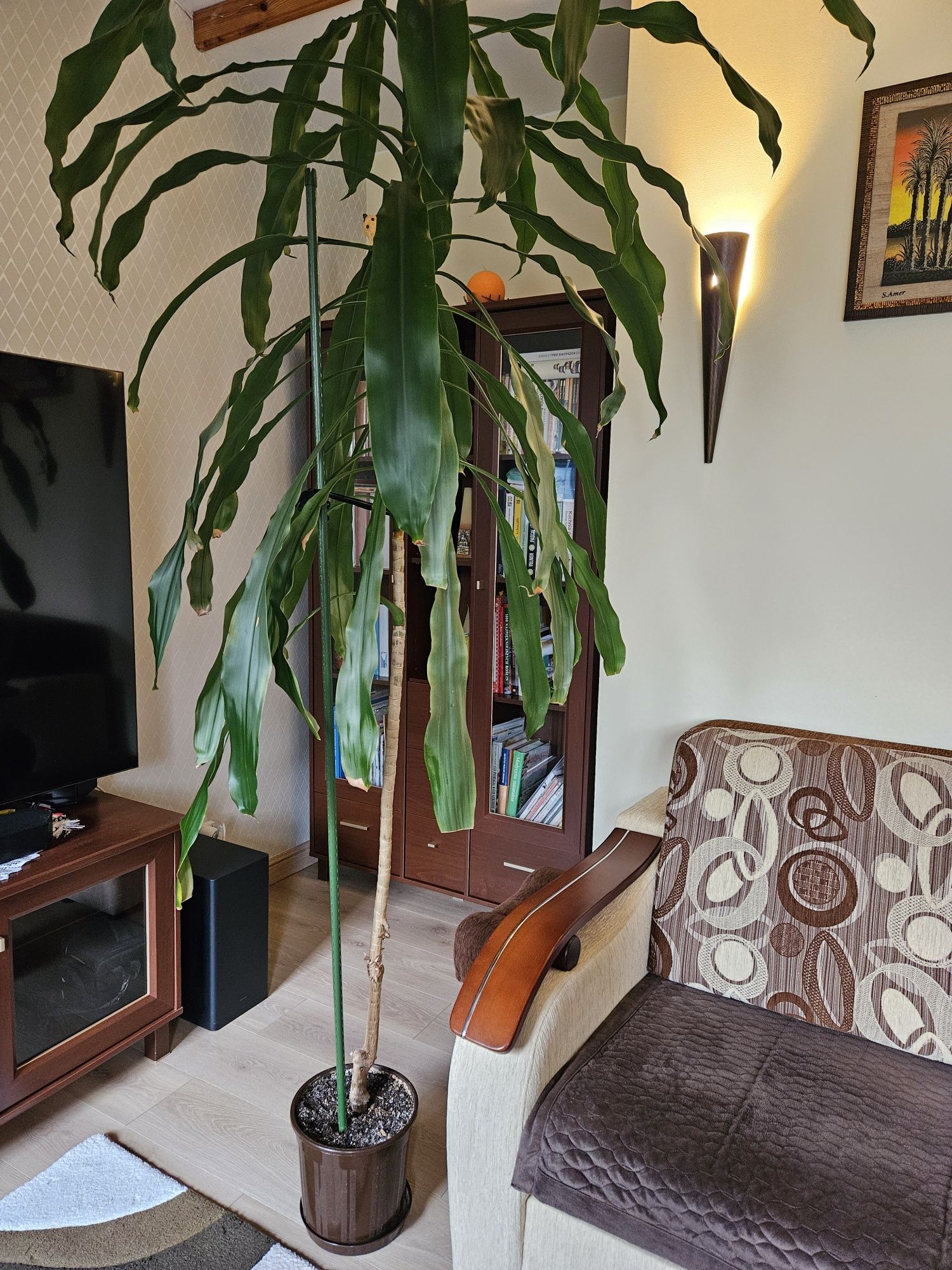 Dracena wonna - kwiat duży, ponad 240 cm