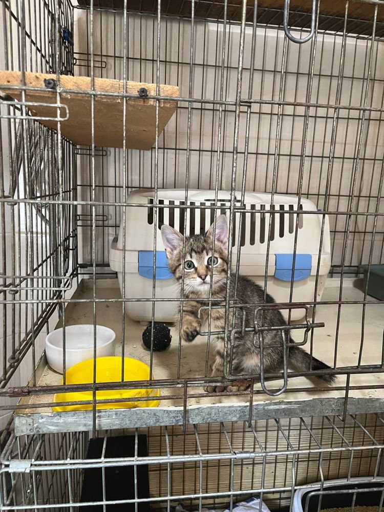 Віддам котика в добрі руки