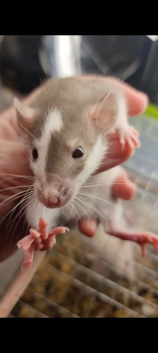 Девочка Дамбо Хаски крыса