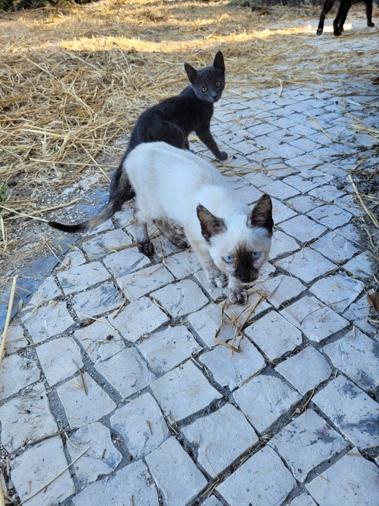 Gatinhos para adoção