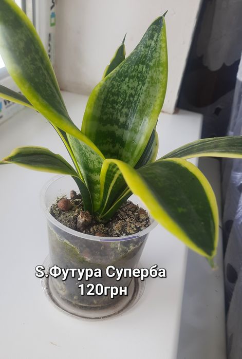 Сансевієрії. Домашні дітки