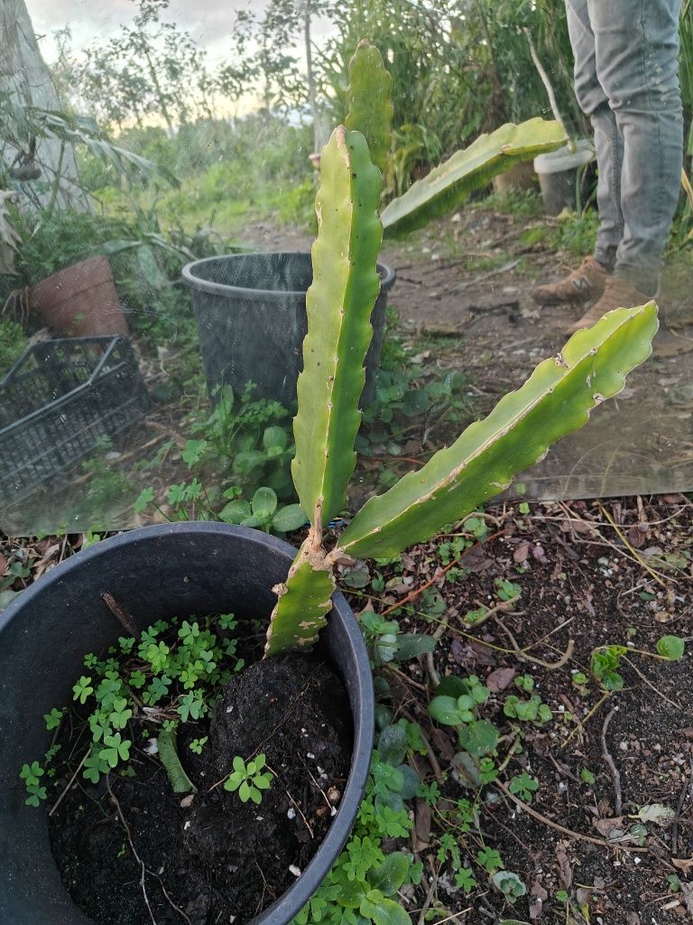 Plantas e árvores baratas